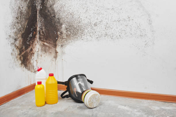 Best Fast Mold Removal  in Raymond, WA