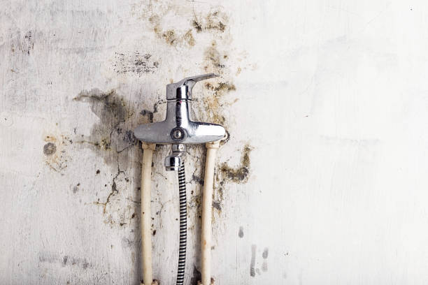 Best Mold Cleaning Services  in Raymond, WA