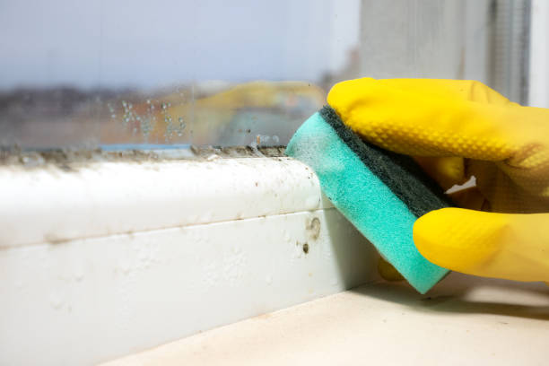 Best Mold Damage Repair  in Raymond, WA