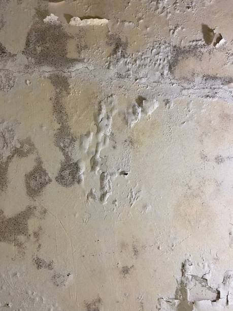 Best Commercial Mold Removal  in Raymond, WA
