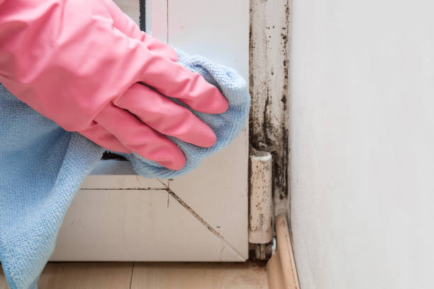 Attic Mold Removal in Raymond, WA